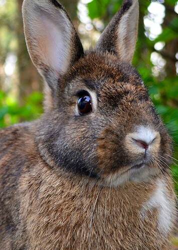 Rabbit