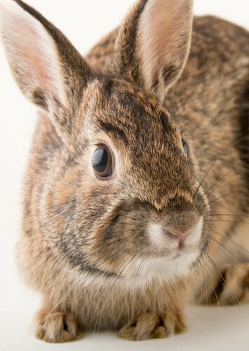 Rabbit