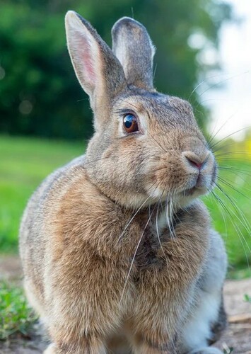 Rabbit