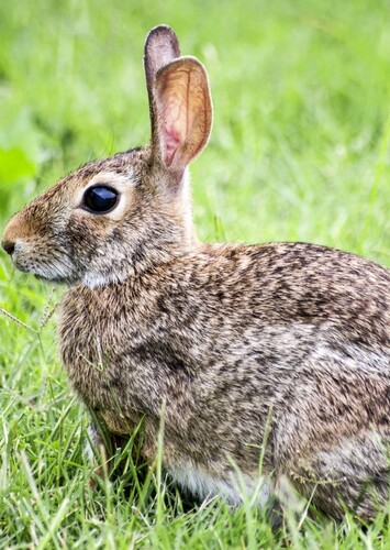 Rabbit