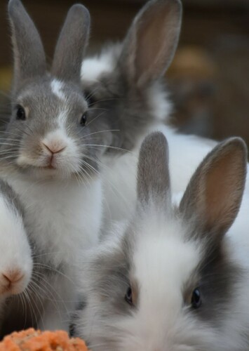 Rabbit