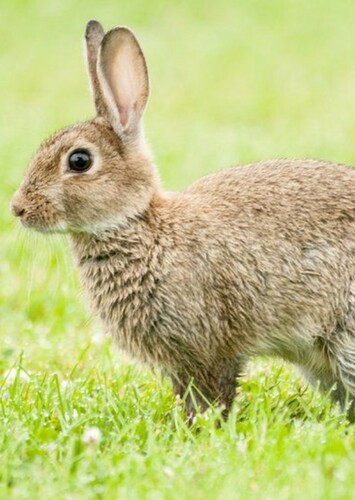 Rabbit