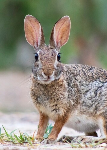 Rabbit