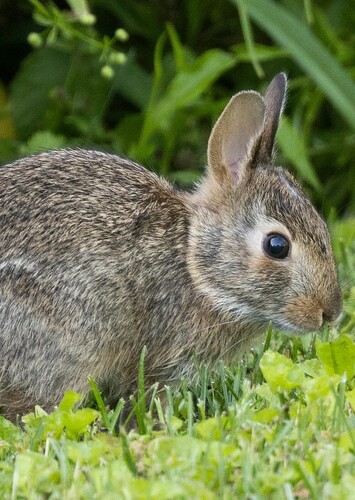 Rabbit in Fictional Characters sorted by Animal 