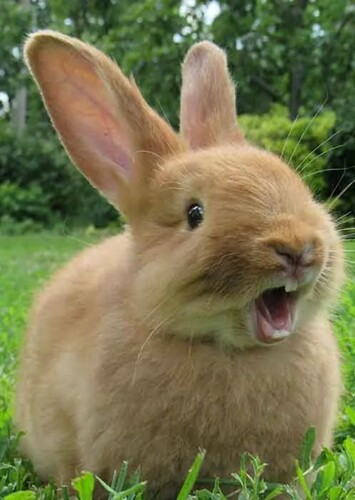 Rabbit