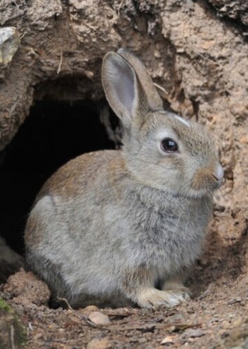 Rabbit