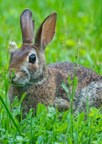 Rabbit
