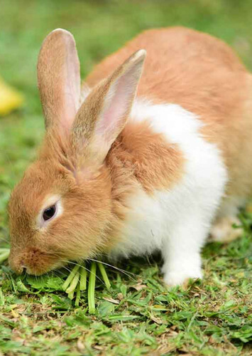Rabbit