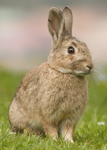 Rabbit