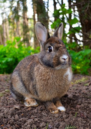Rabbits