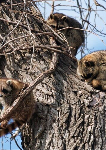 Raccoon