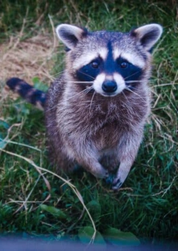 Raccoon