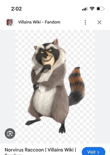 Raccoon the nut job