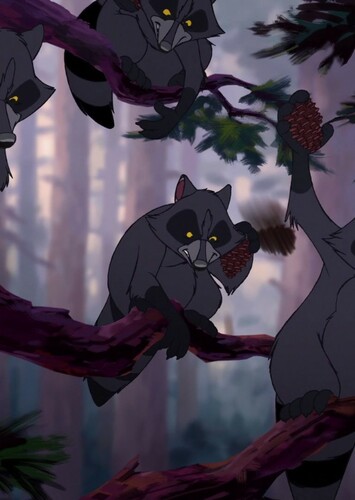 Raccoons