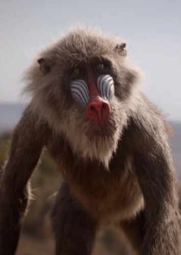 Rafiki