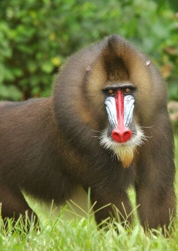 Rafiki