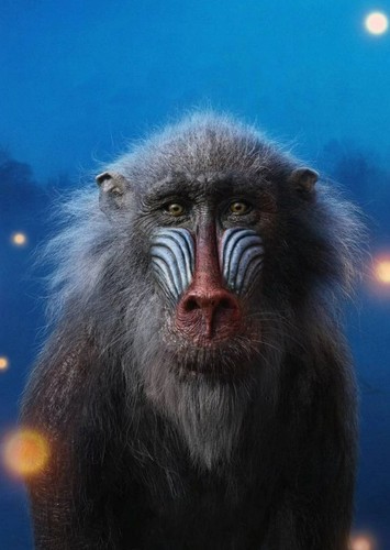 Rafiki