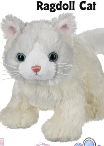 Ragdoll Cat
