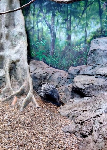 Rainforest Adventures Discovery Zoo