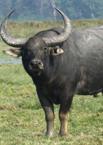Rama