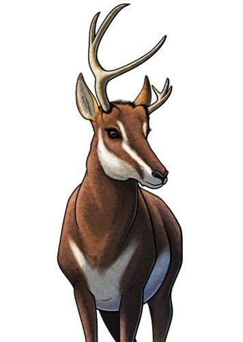 Ramoceros