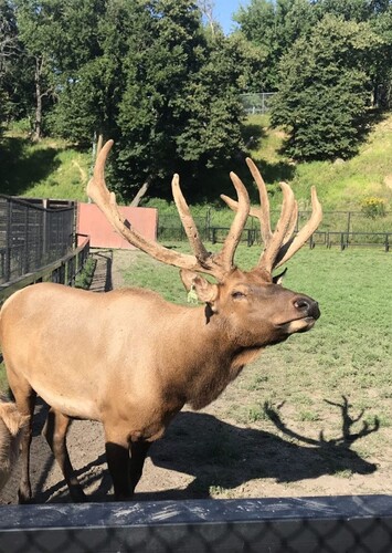 Ramsey Park Zoo