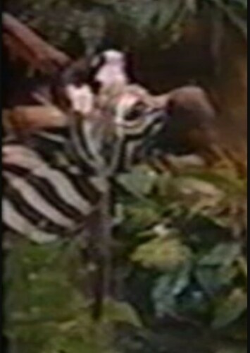 Randall the Zebra