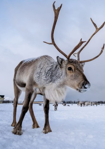 Randolph The Reindeer