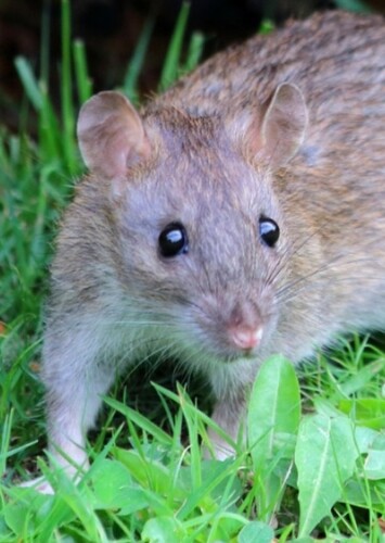 Rat