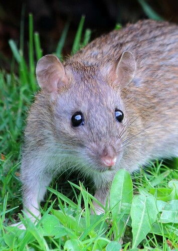 Rat