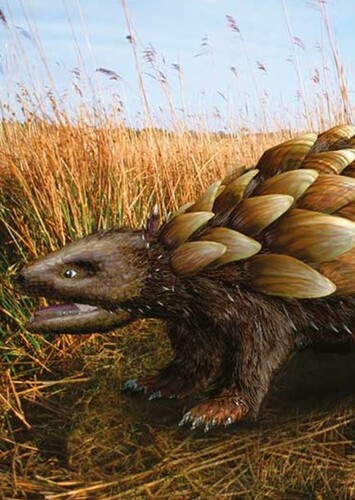 Rattleback Primal