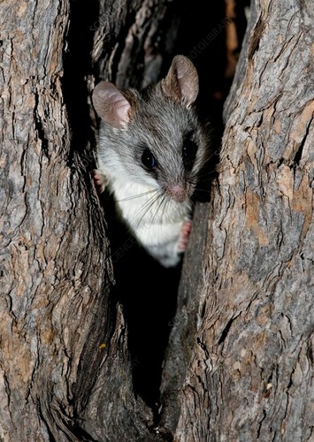Rattrap