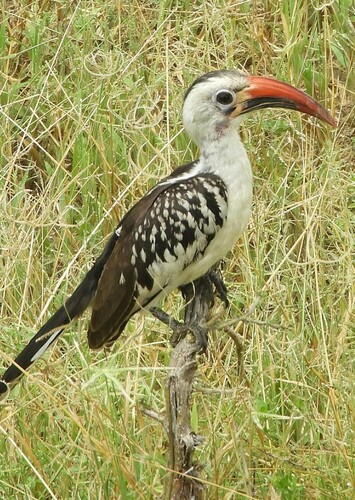 Red-billed hornbill