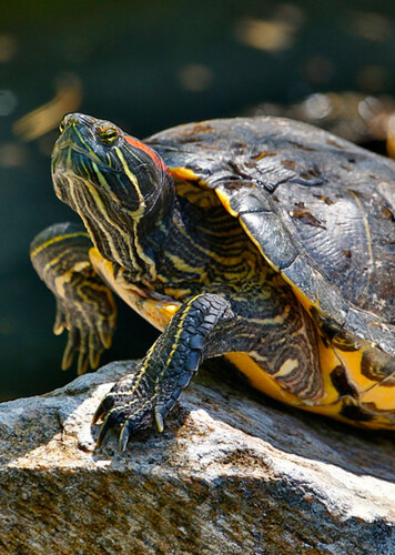 Red-Eared Slider Turtle