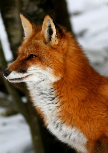 Red Fox