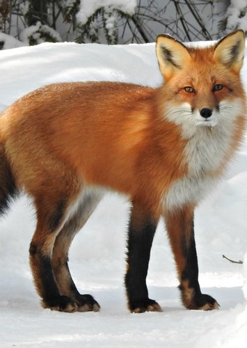 Red Fox