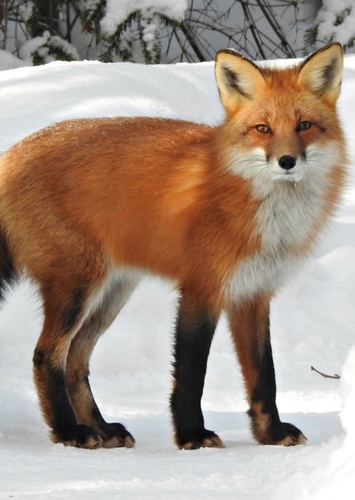 Red Fox