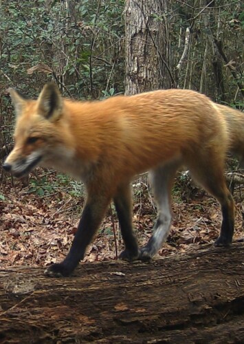 Red Fox