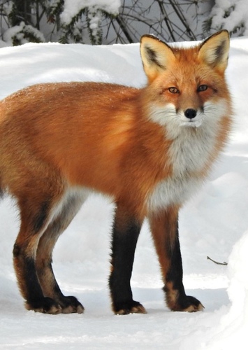 Red Fox