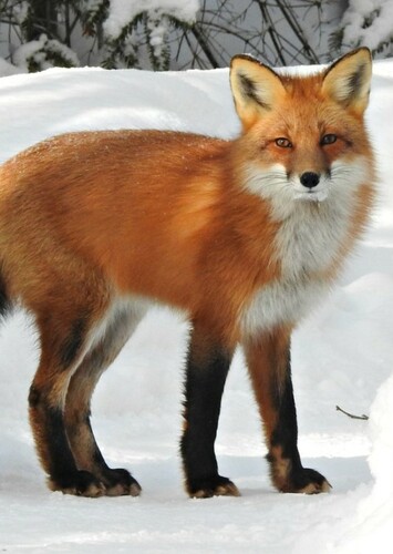 Red Fox