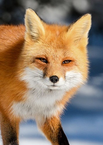 Red Fox