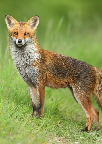 Red Fox Vixen