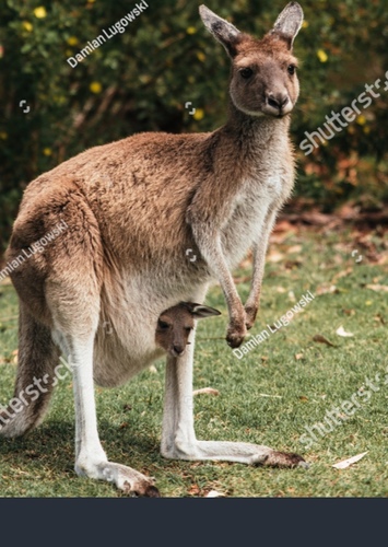 Red Kangaroo