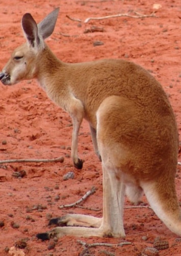 Red Kangaroo