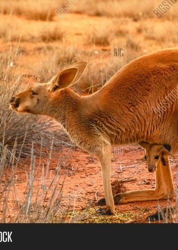 Red Kangaroo