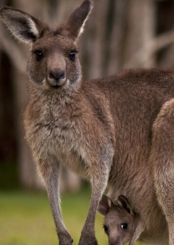 Red Kangaroo