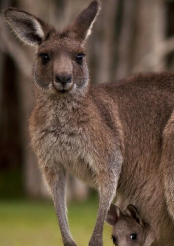 Red Kangaroo