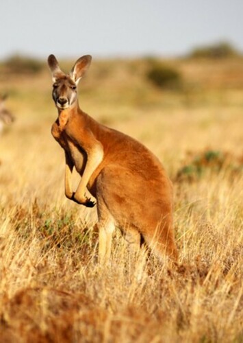 Red Kangaroo
