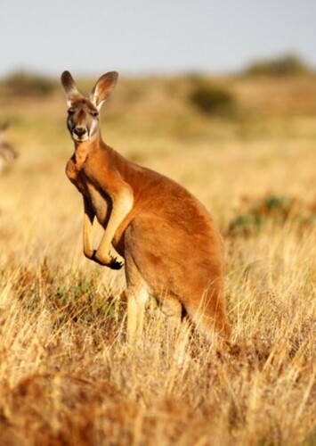 Red Kangaroo
