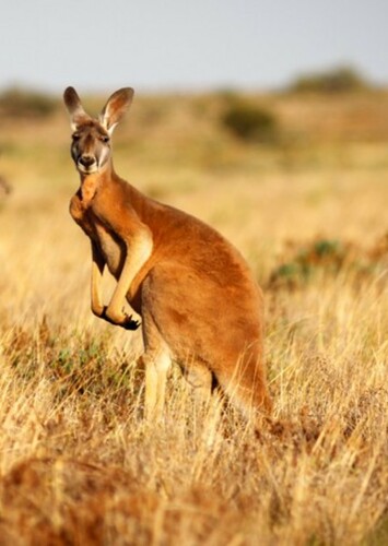 Red Kangaroo